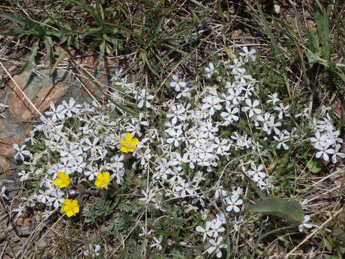 GDMBR: Northern Fairy Candelabra (perhaps) and Yellow Primrose or Cinquefoil (perhaps).